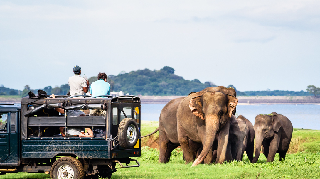 habarana elephant safari